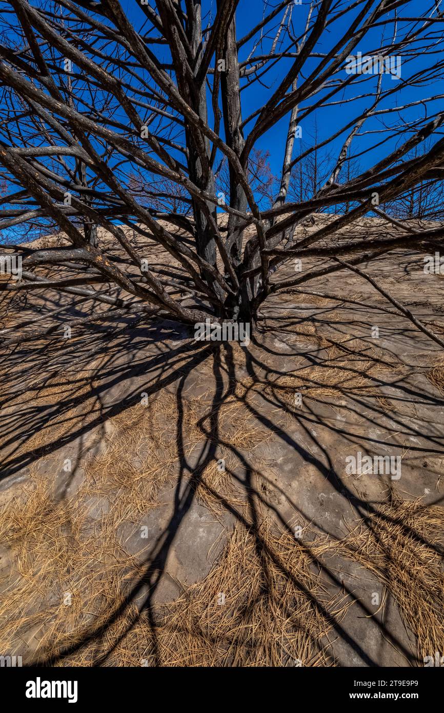 Part of the world's largest man-made forest burned in the Bovee Fire ...