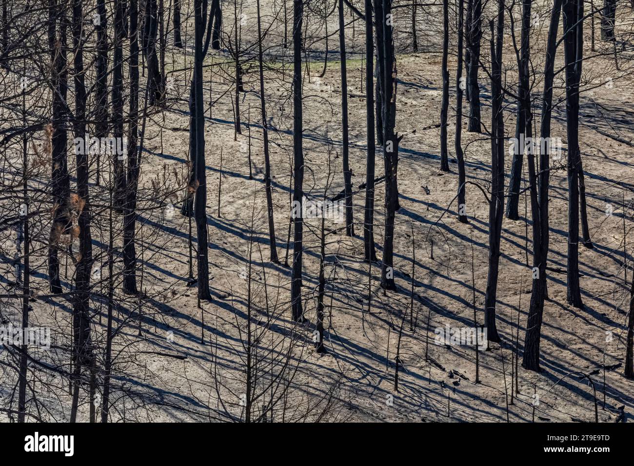Part of the world's largest manmade forest burned in the Bovee Fire, Nebraska National Forest