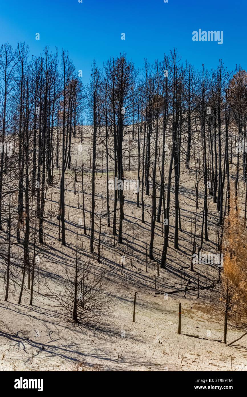 Part of the world's largest manmade forest burned in the Bovee Fire, Nebraska National Forest