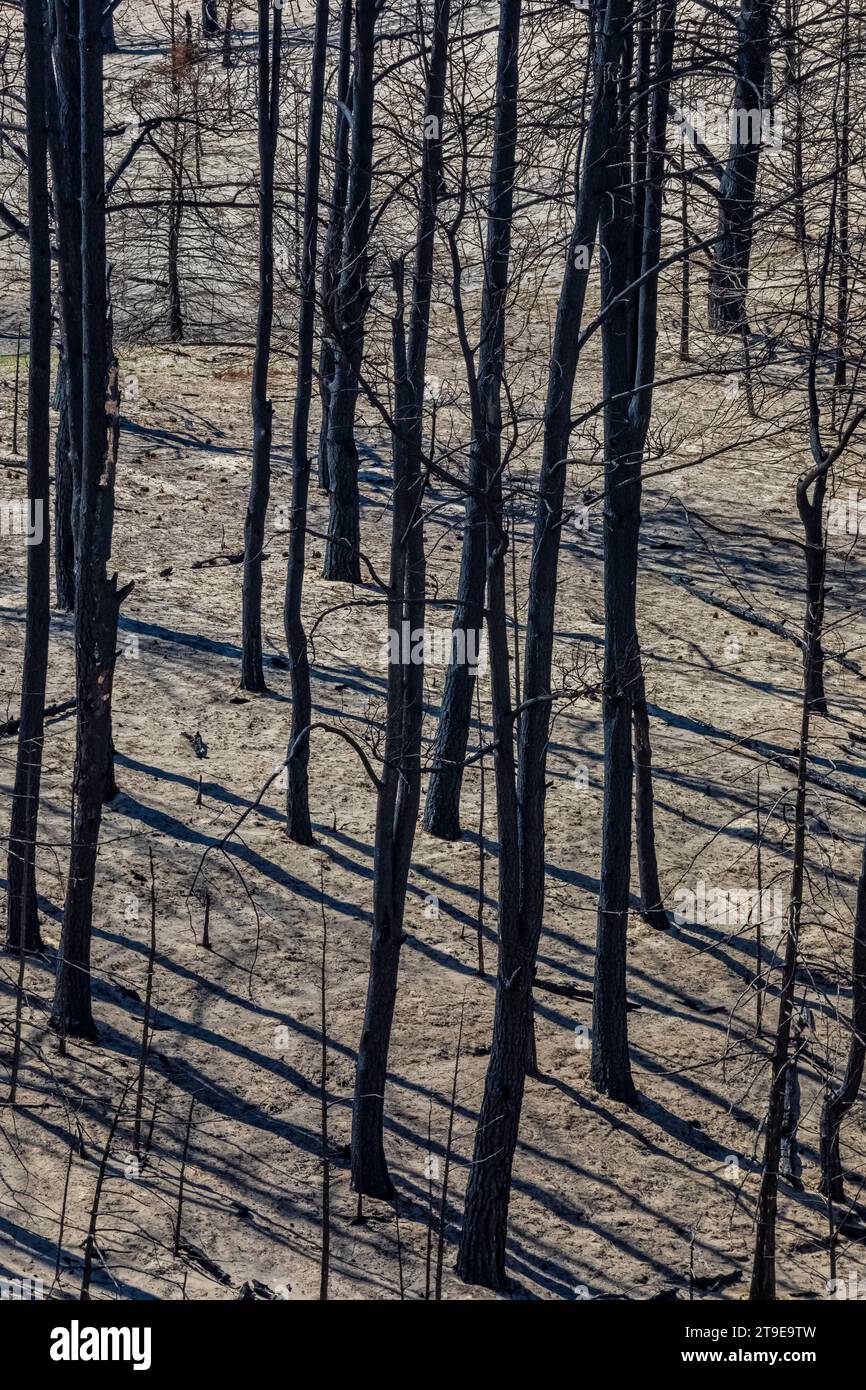 Part of the world's largest manmade forest burned in the Bovee Fire, Nebraska National Forest