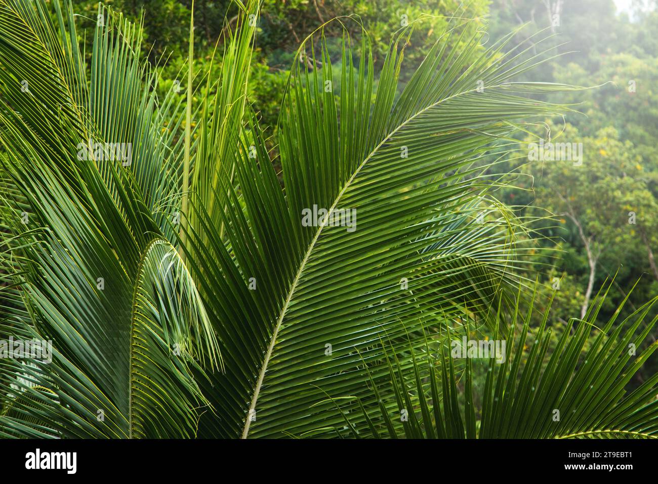 Jungle thickets tropical palm hi-res stock photography and images - Alamy