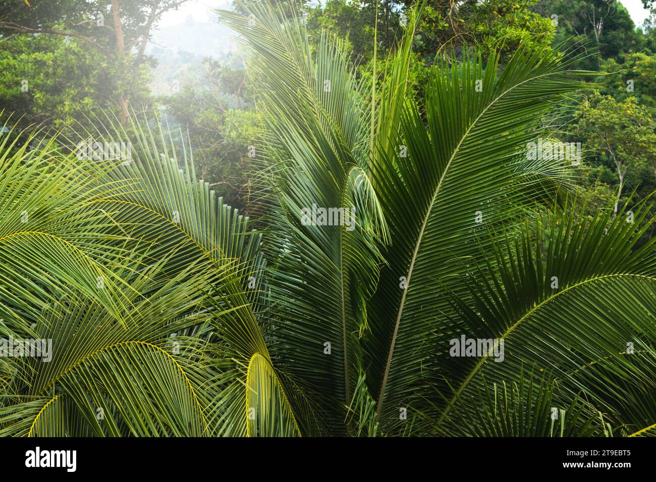 Leaves thickets in rainforest hi-res stock photography and images - Alamy