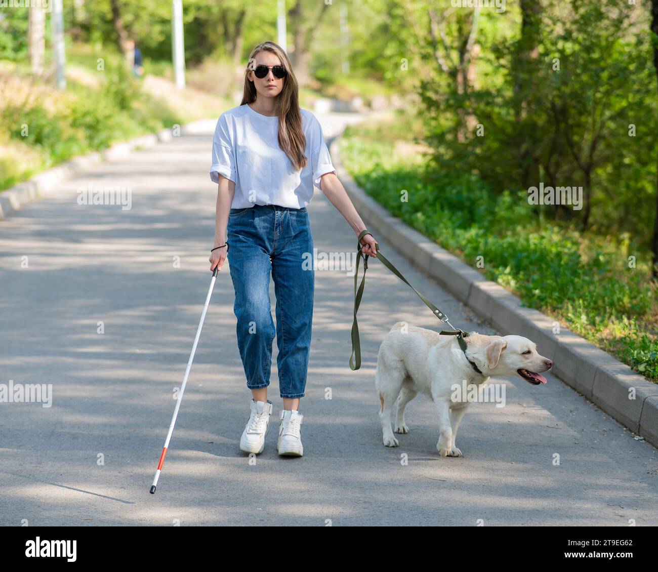 Blind woman walking with guide dog in the park Stock Photo - Alamy