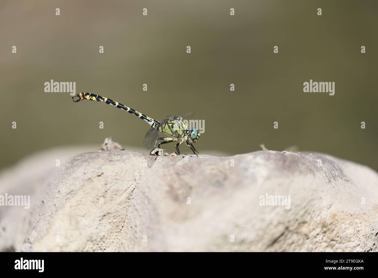 small pincertail dragonfly perched on a rock Stock Photo