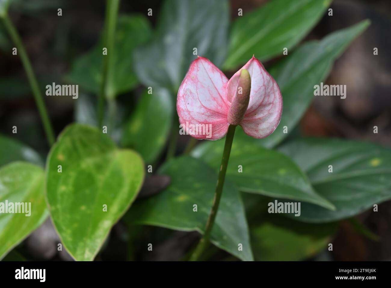 Double spathe anthurium hi-res stock photography and images - Alamy