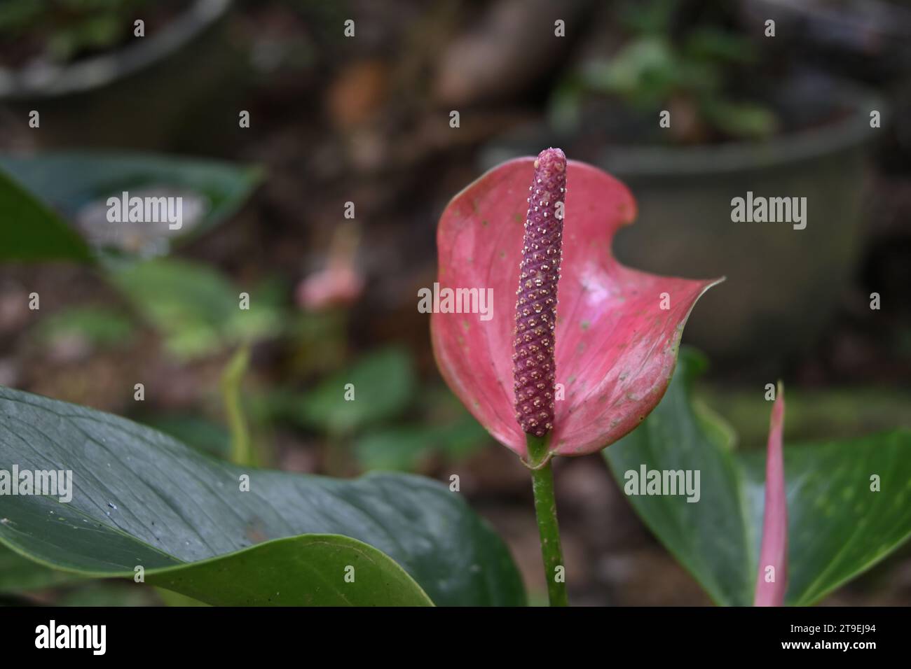 Side view of the tiny white flowers on a maroon color spadix of a dark pink Anthurium flower in the garden Stock Photo