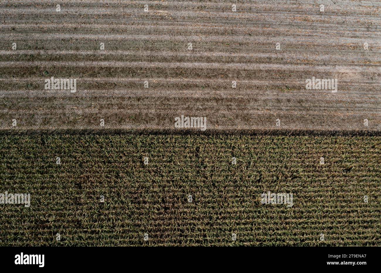 Drone view of a partially harvested maize field, Innviertel, Upper Austria, Austria Stock Photo