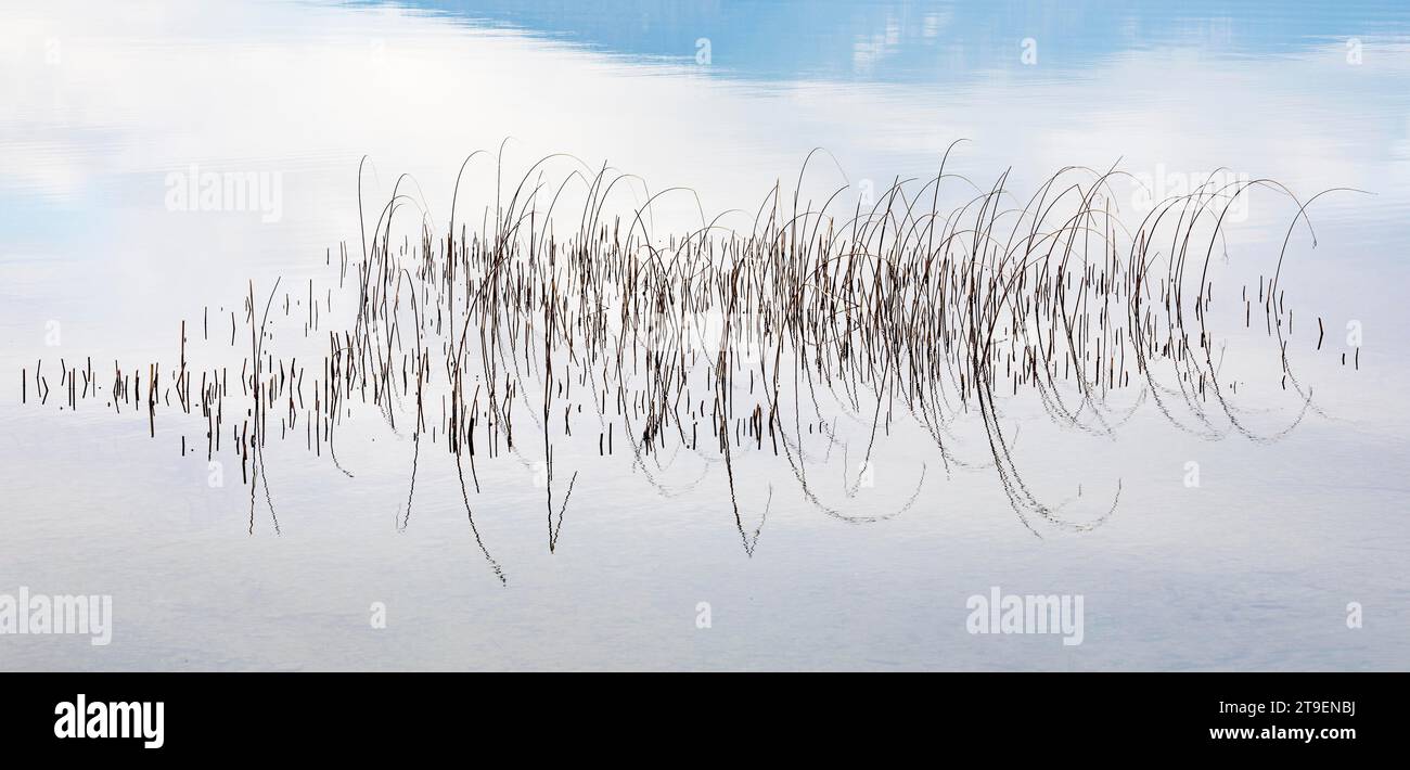 Reed structure in the water, Mondsee, Salzkammergut, Upper Austria, Austria Stock Photo