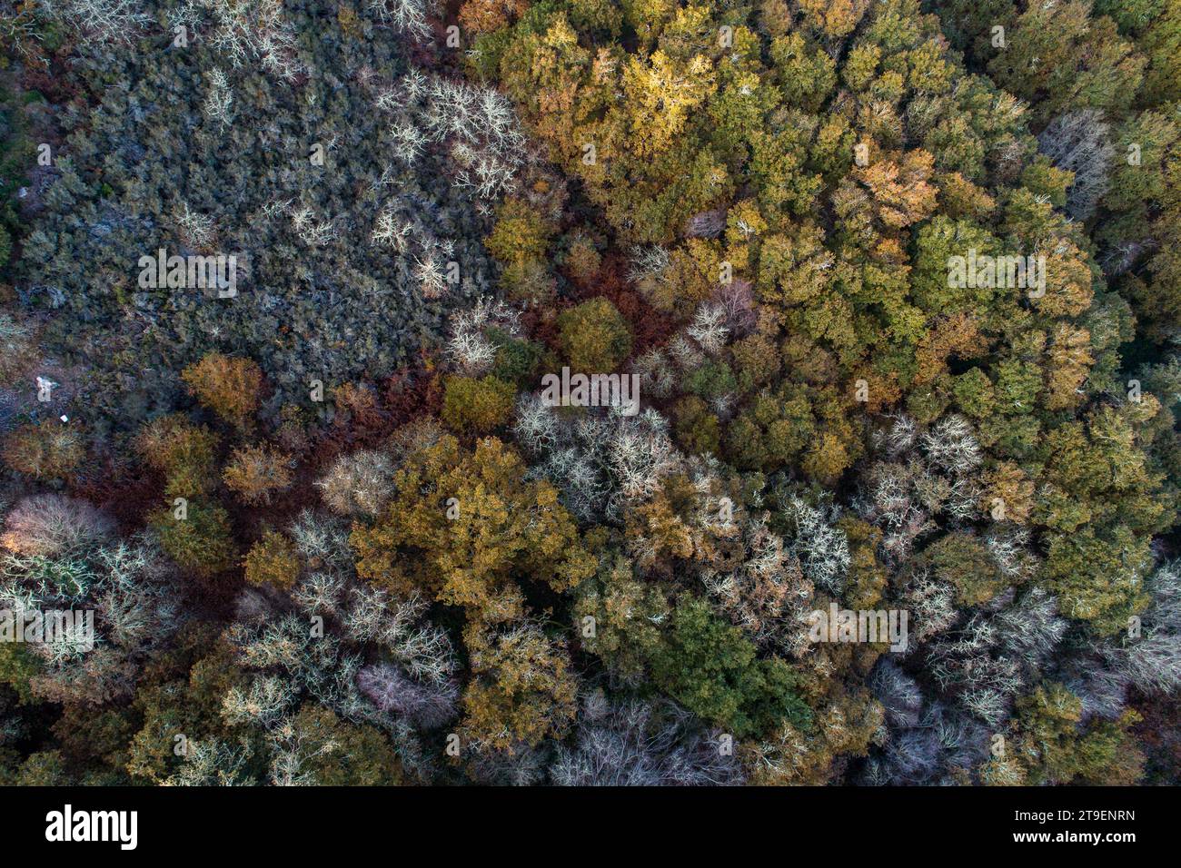 Dense view oak forest hi-res stock photography and images - Alamy