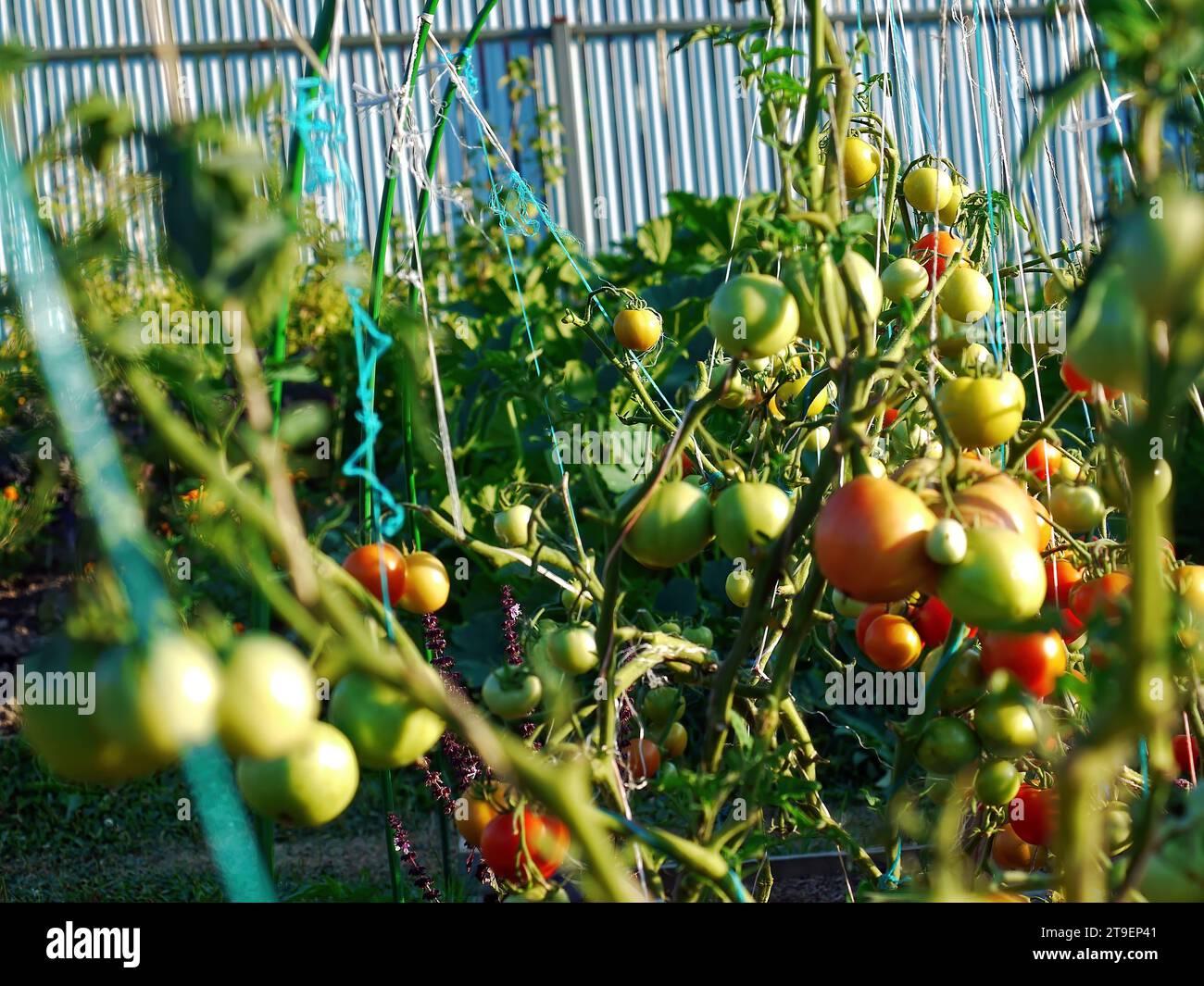 Tomatoes in a garden in the village, in summer Stock Photo