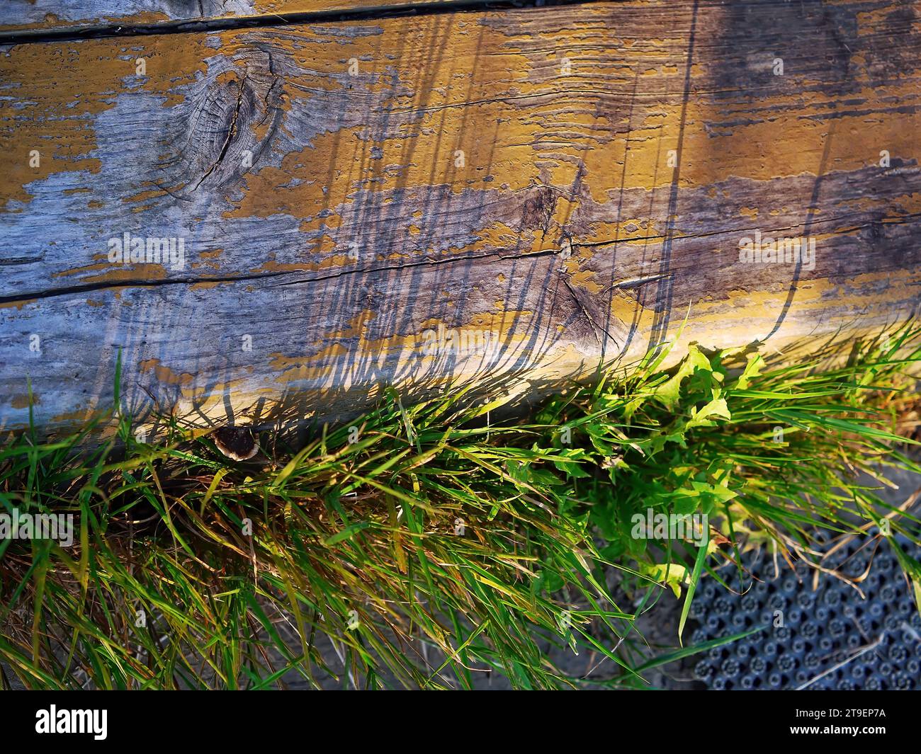 Shade of grass on the step, in the evening Stock Photo