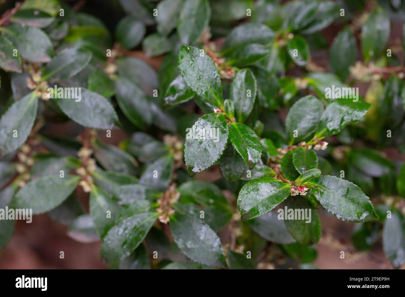 Green leaves and white buds of Eurya japonica in raindrops, selective focus. Background of green leaves in spring, Stock Photo
