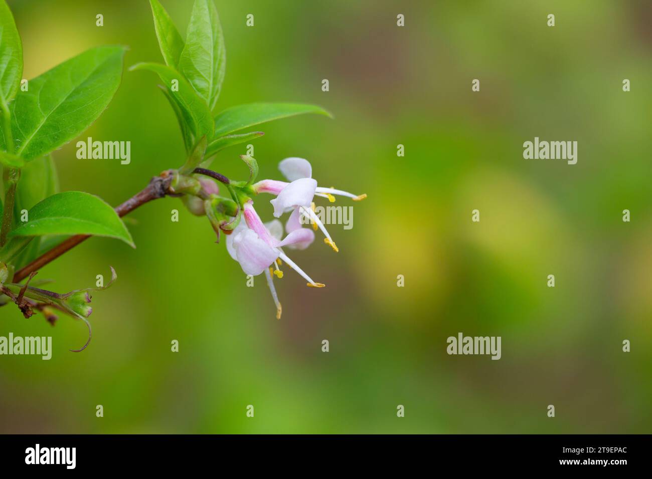 macro closeup beautiful white yellow blooming Lonicera fragrantissima