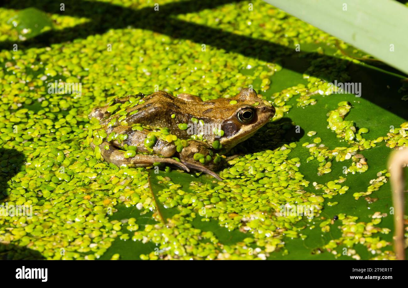 The Common Frog is a denizen of marshes and waterways around the UK. They are Europe's commonest amphibian and they emerge from hibernation in spring. Stock Photo