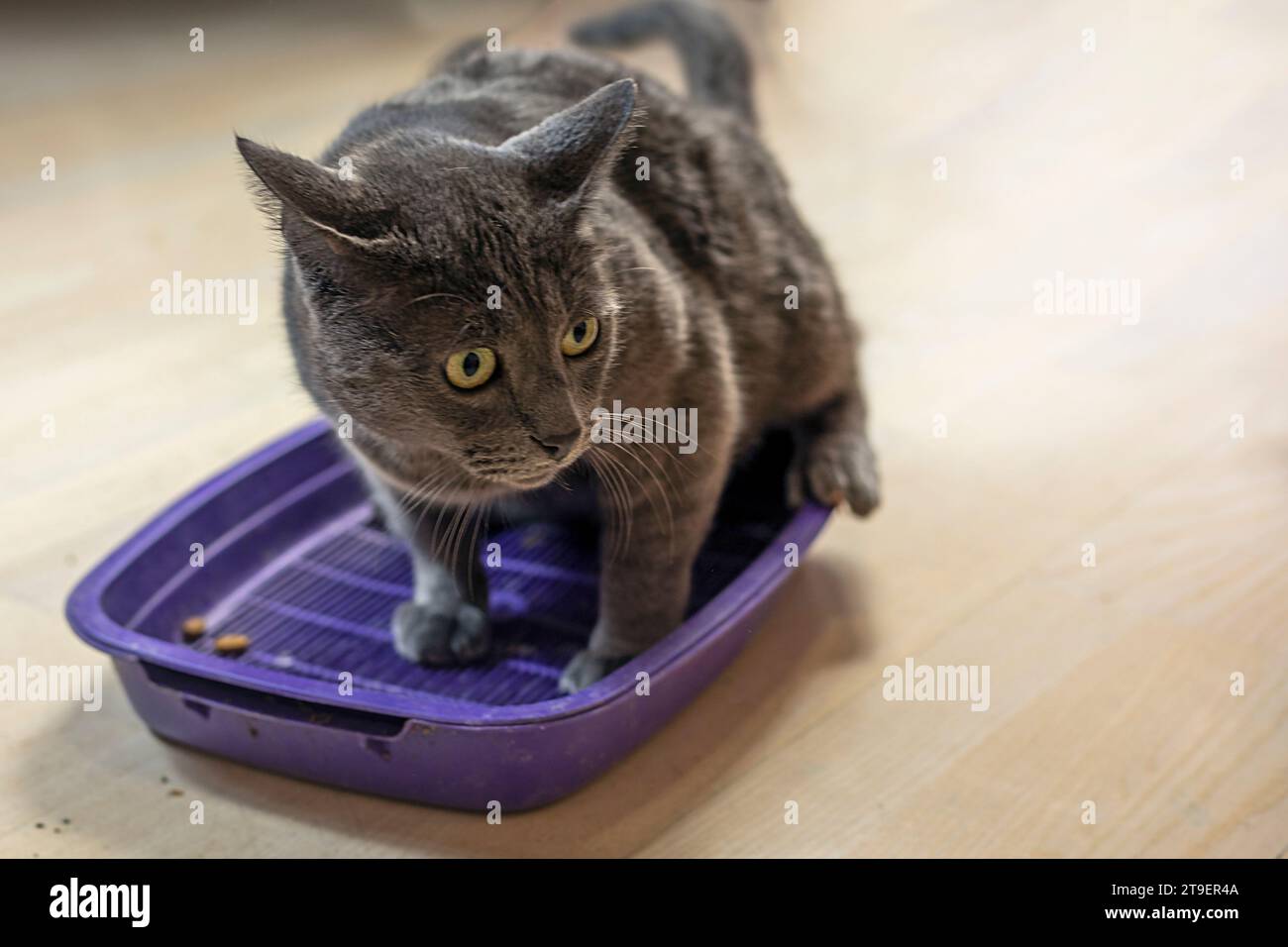 Cats toilet habits hi-res stock photography and images - Alamy