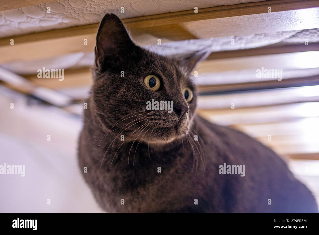 blue American Burmese cat hiding under the bed Stock Photo Alamy