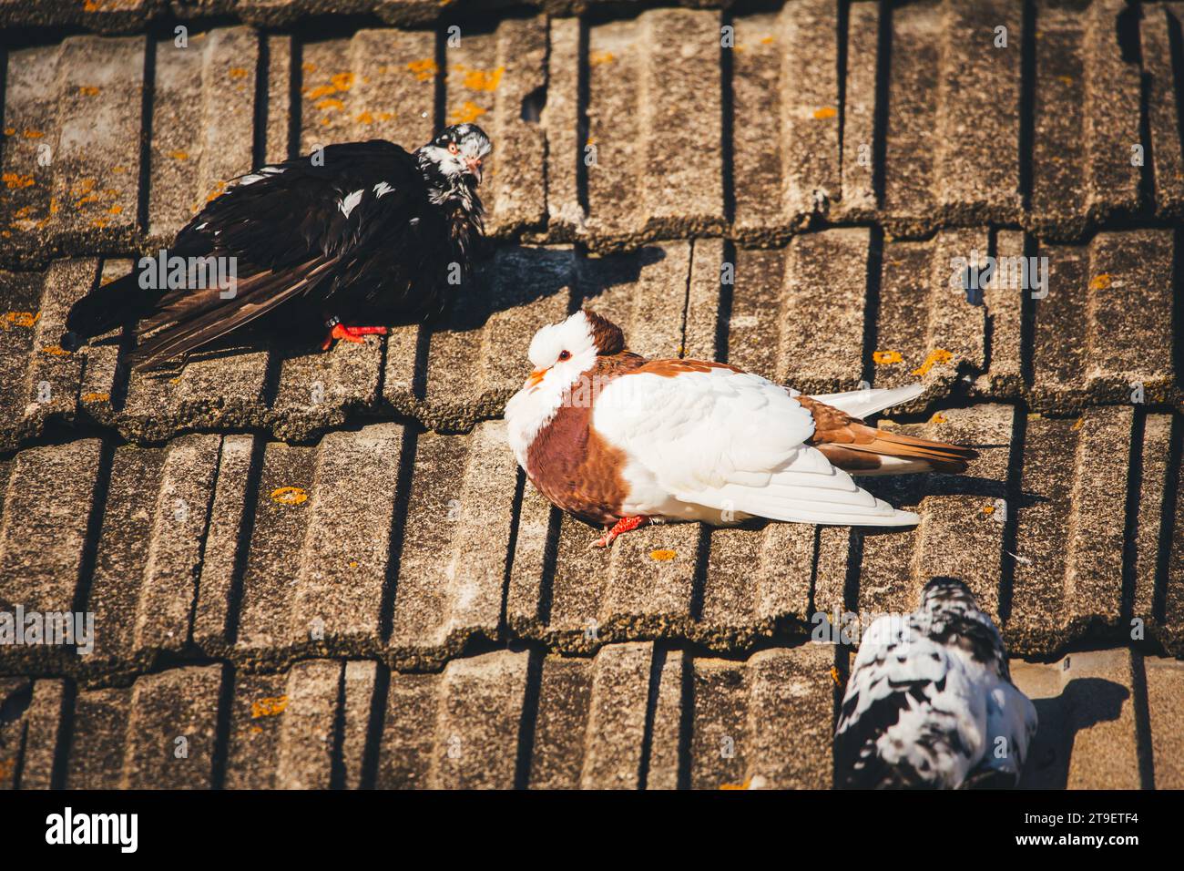 Cropper Pigeon Breeds
