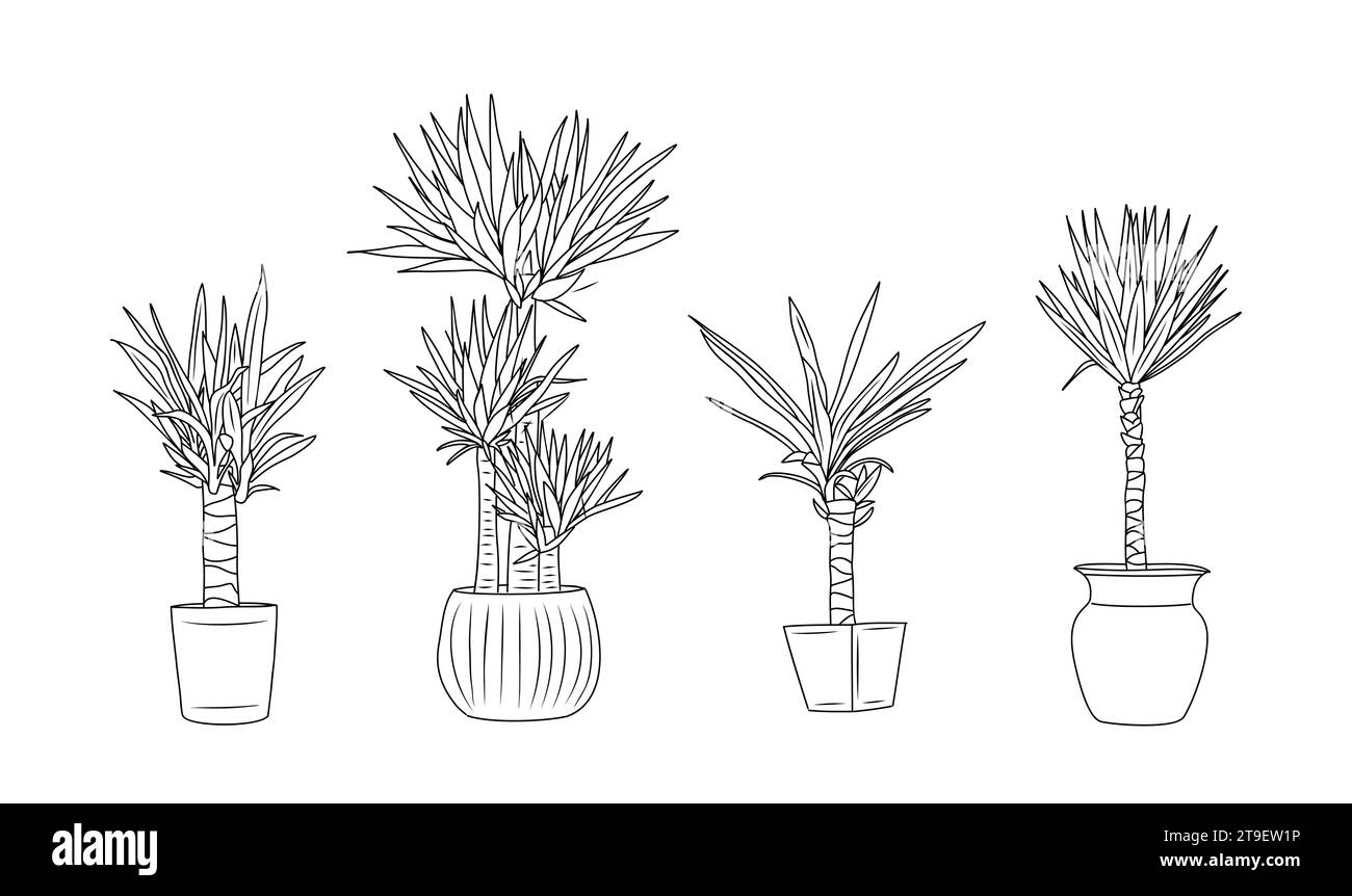 Yucca house plant vector hand drawn vector set Stock Vector Image & Art ...