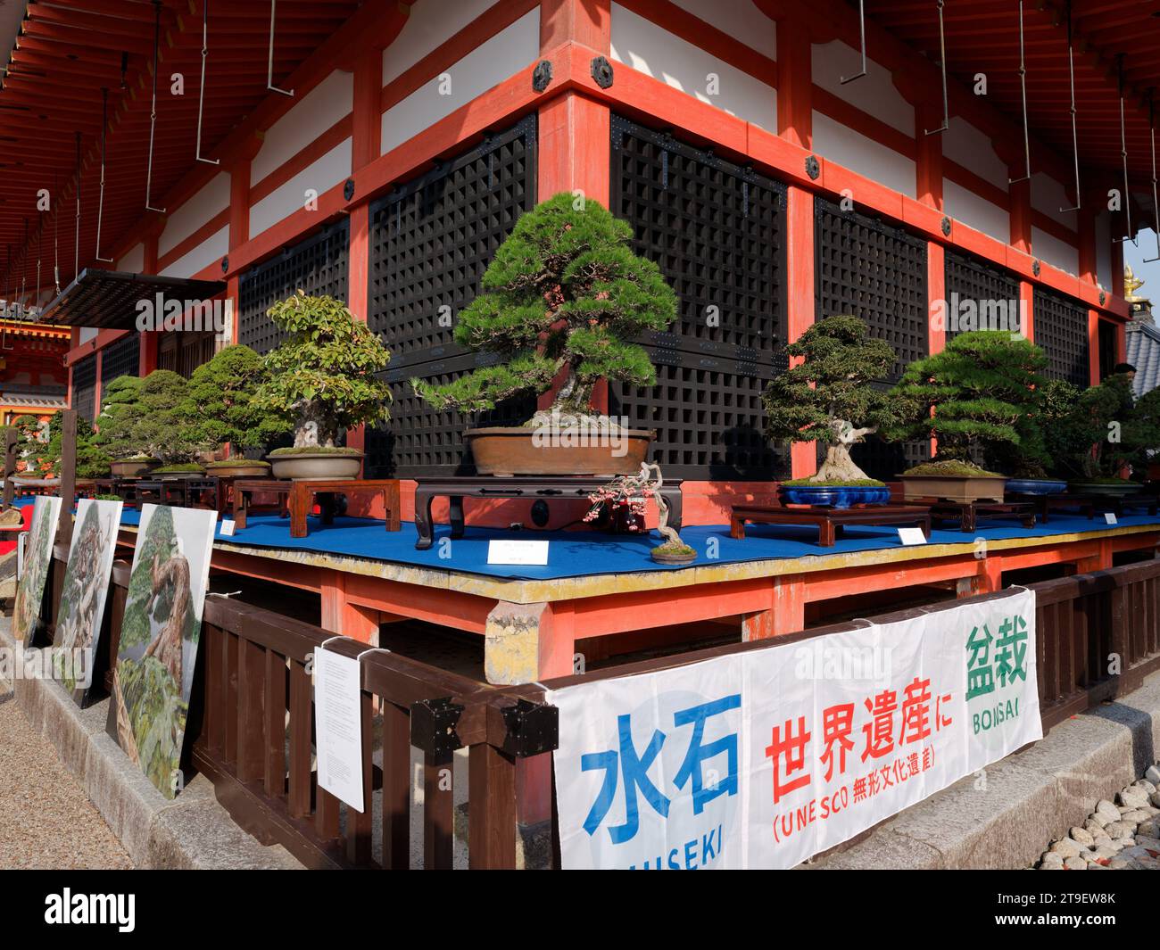 Kyoto, Japan. 24th Nov, 2023. This photo shows bonsais during a bonsai