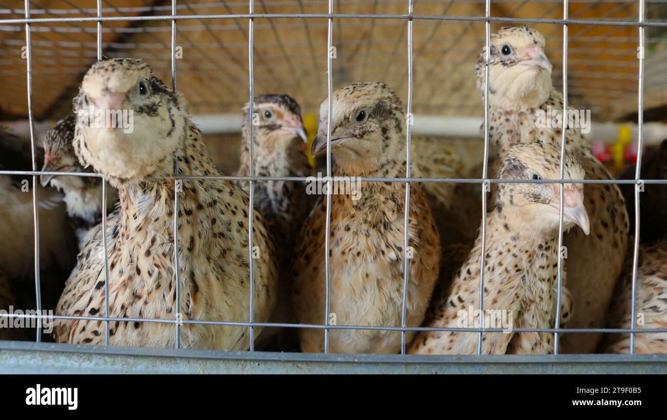 a group of quails closeup in a cage on a poultry farm or on a private