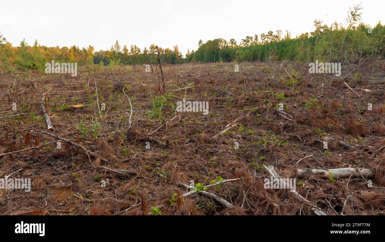 Acres of thick forest that has been logged and clearcut with lots of debris and wasted wood on the ground Stock Photo
