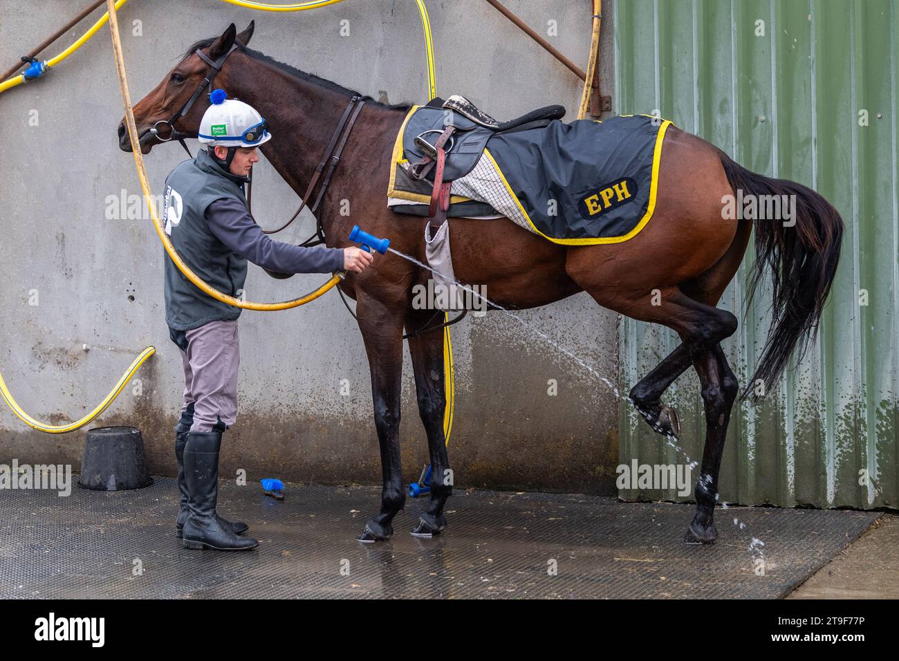 Stable hand hoses down a Bermingham Cameras sponsored Harty Racing horse after a training session on the gallops at The Curragh, Co. Kildare, Ireland. Stock Photo
