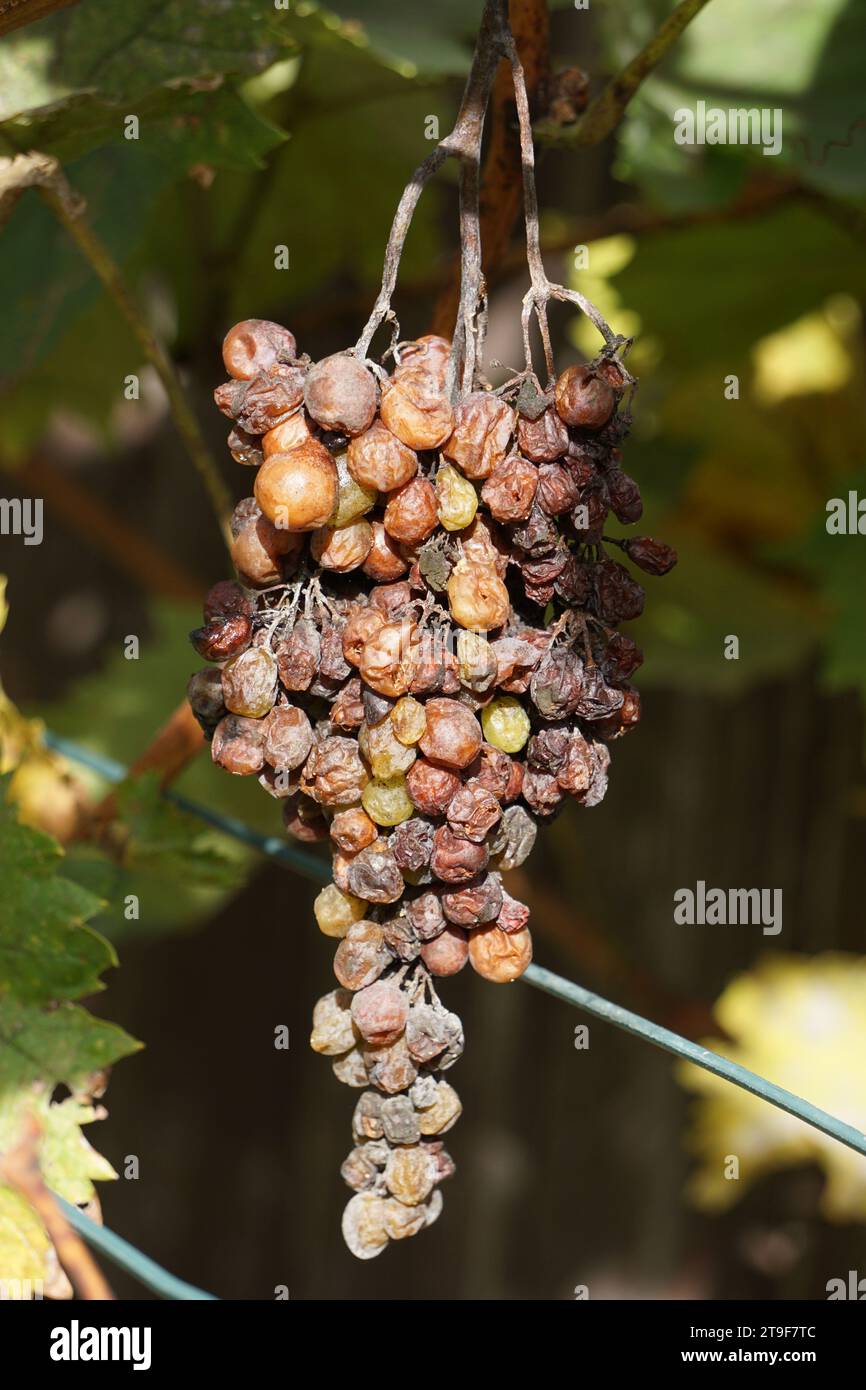 brownish-grey mildew on grapes in autumn Stock Photo