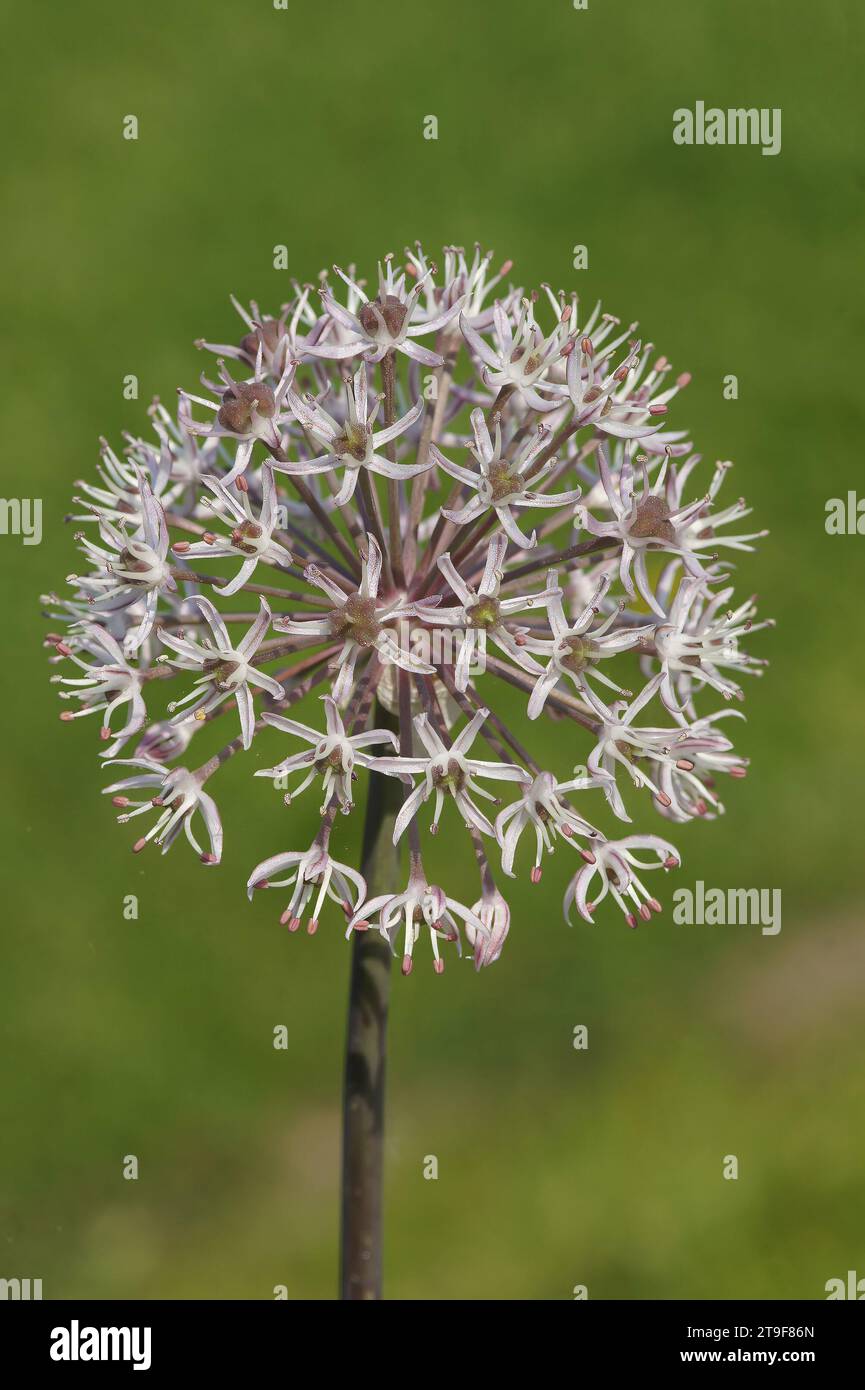 Natural closeup on a flowering, Turkistan onion Allium karataviense against a green background Stock Photo
