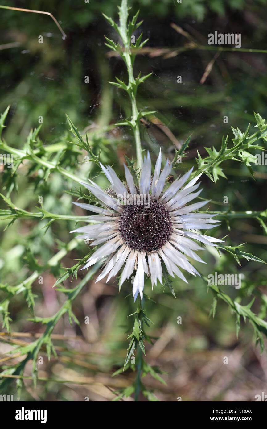 stemless carline thistle from above Stock Photo