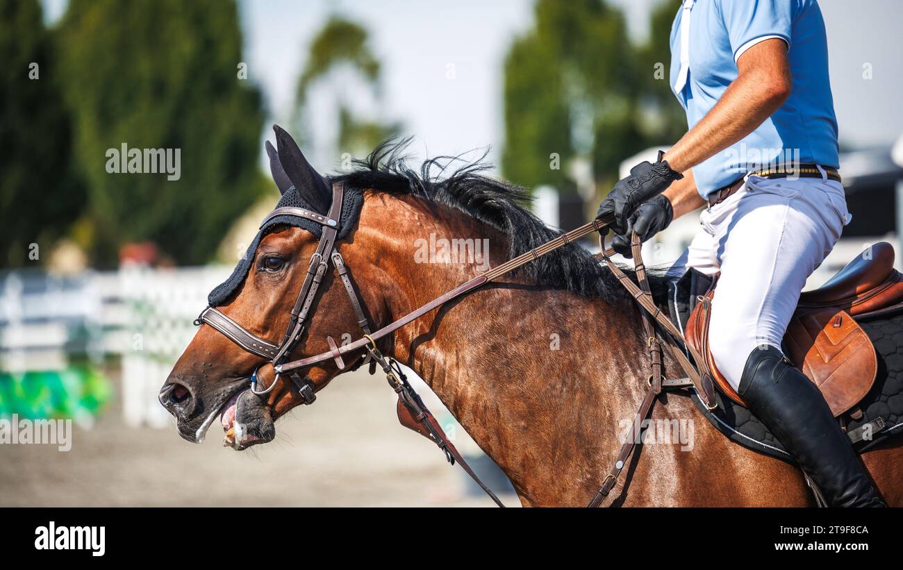 Horse equestrian show jumping with unrecognizable male jockey. Sport animal competition Stock Photo