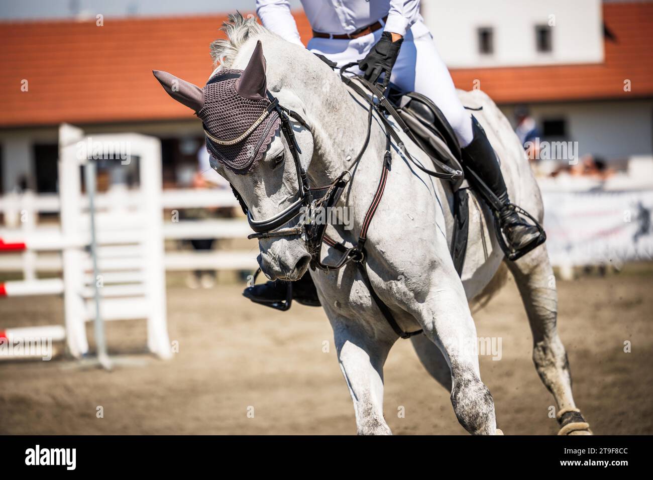 Dressage of white horse. Equestrian show jumping with unrecognizable male jockey. Sport animal competition Stock Photo