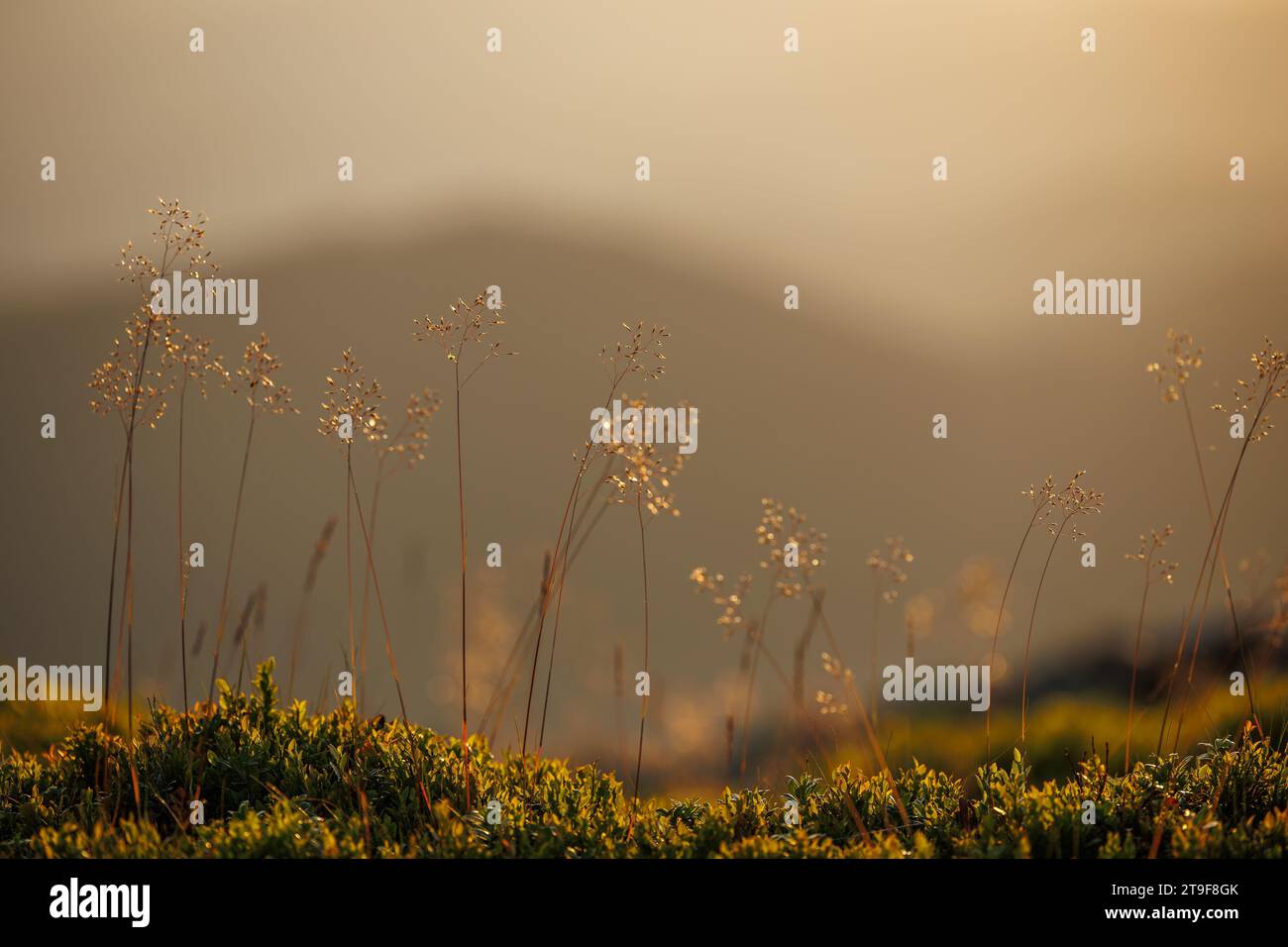 Wild grass and blueberry plant in the mountains at autumn sunset. Defocused abstract nature background Stock Photo