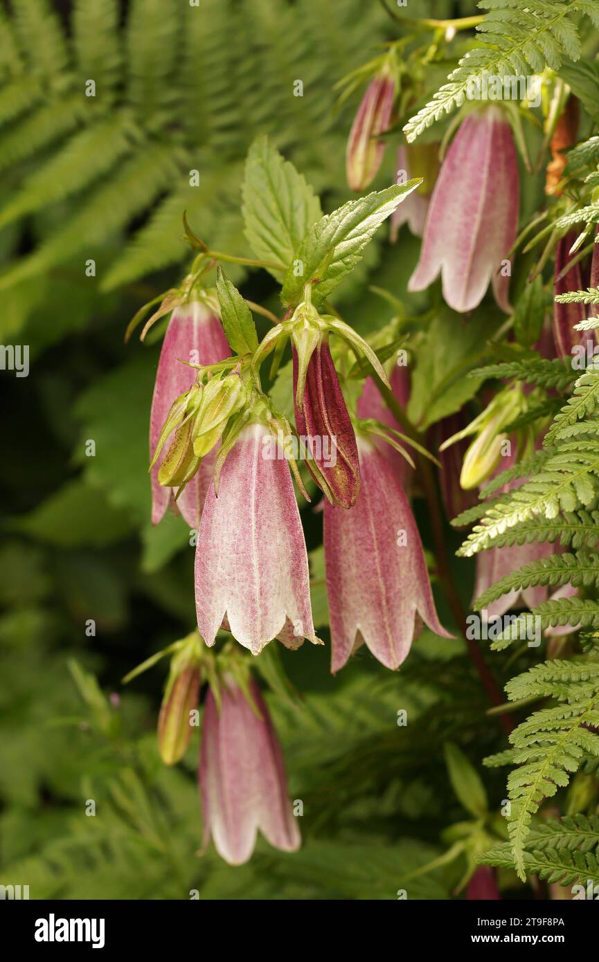 Colorful closeup on a red flowering Bellflower, Campanula , in the garden Stock Photo