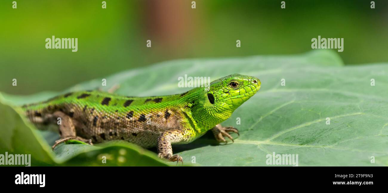 Green lizard, Lacerta viridis, is a species of lizard of the genus Green lizards. Lizard on the stone. Stock Photo