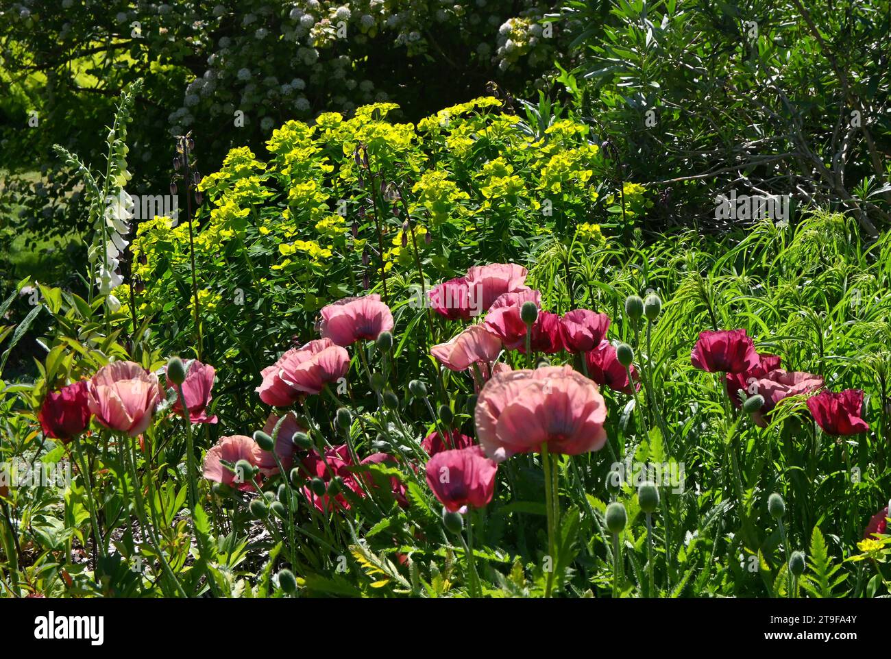 pink and red oriental poppies Stock Photo