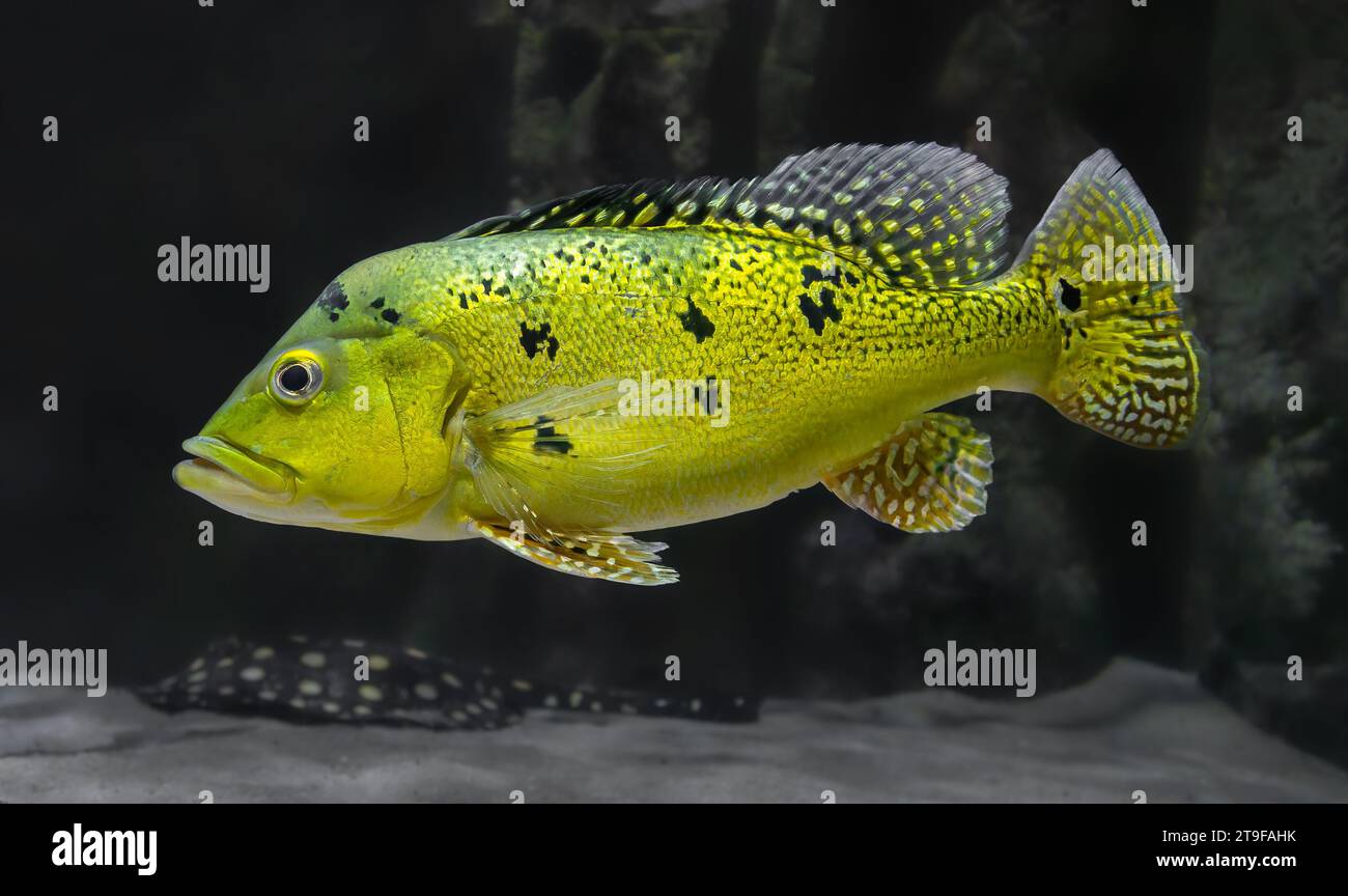Close-up view of a Peacock bass (Cichla sp.) Stock Photo