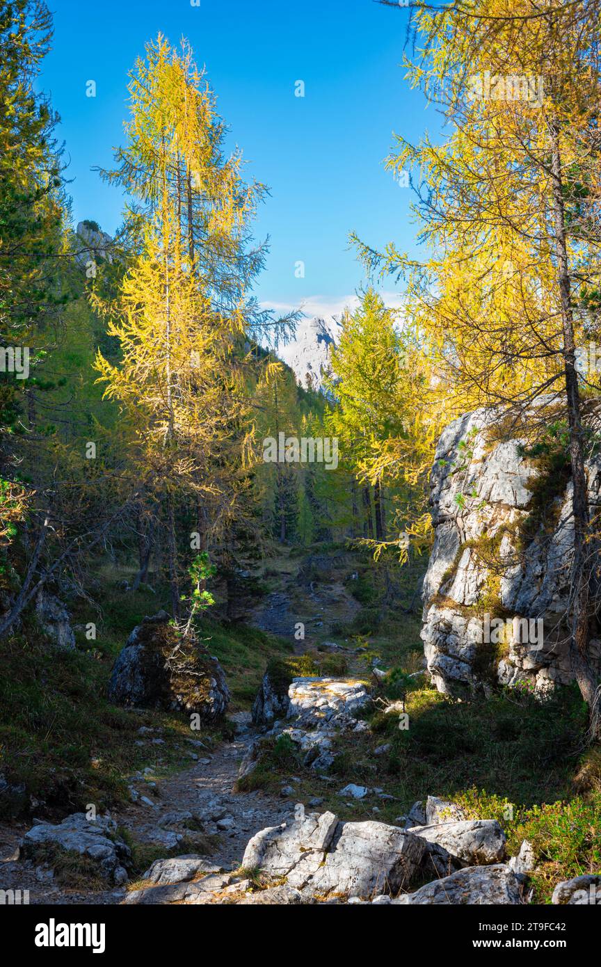 Hiking trail through a larch forest in the Dolomite Mountains Stock Photo
