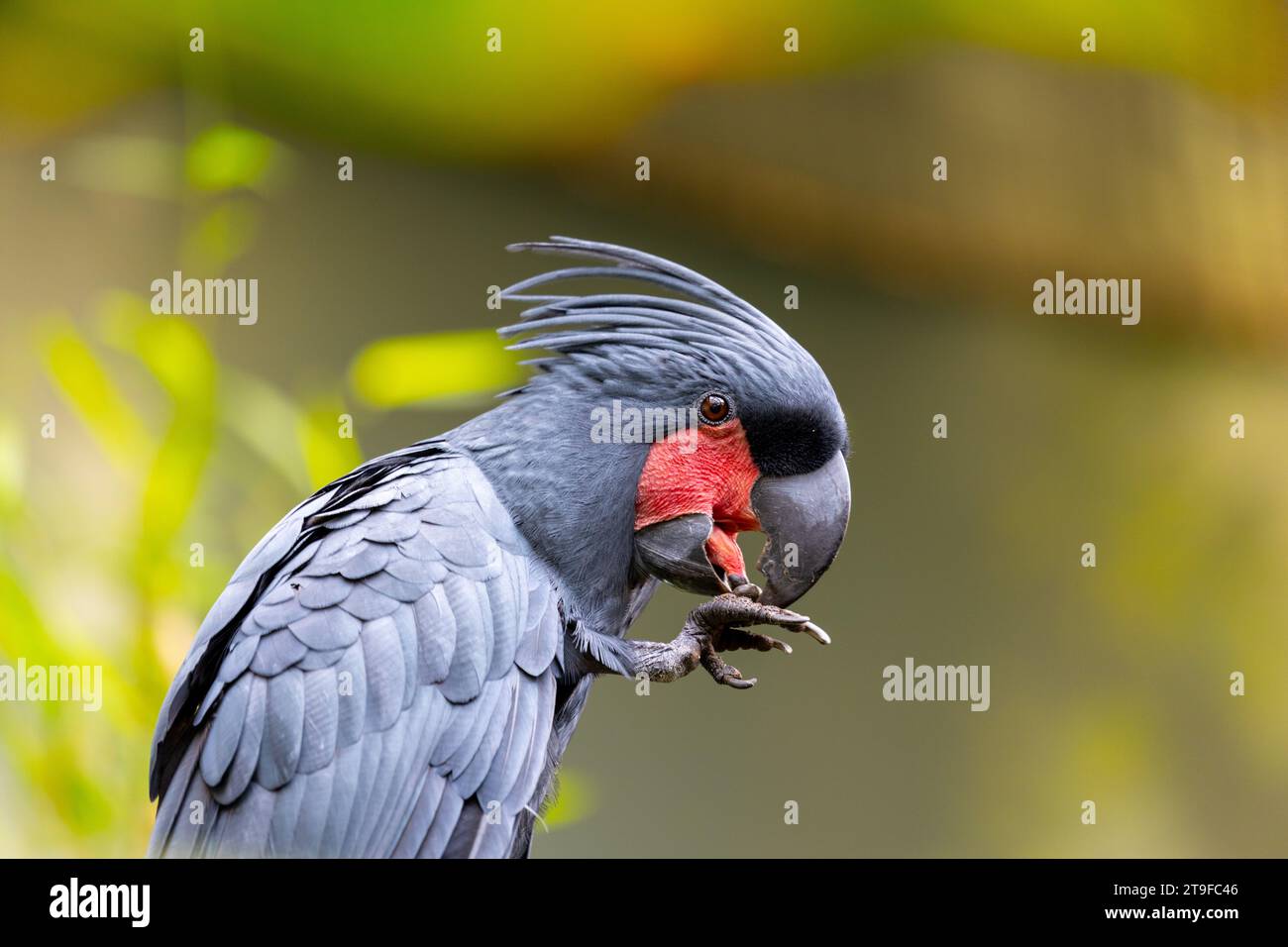 Experience the enchantment of the Palm Cockatoo (Probosciger aterrimus) amidst tropical splendor. Native to Northern Australia and New Guinea, this ma Stock Photo