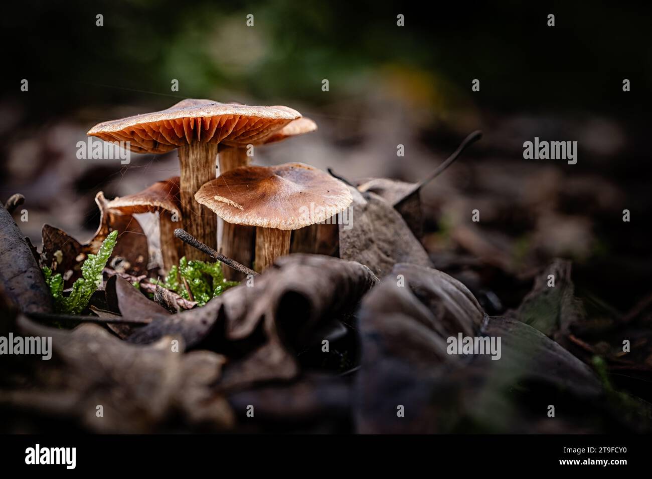 Earthy webcap mushroom, a species of Cortinar, growing through the leaf mould of a forest floor in the Dordogne region of France Stock Photo