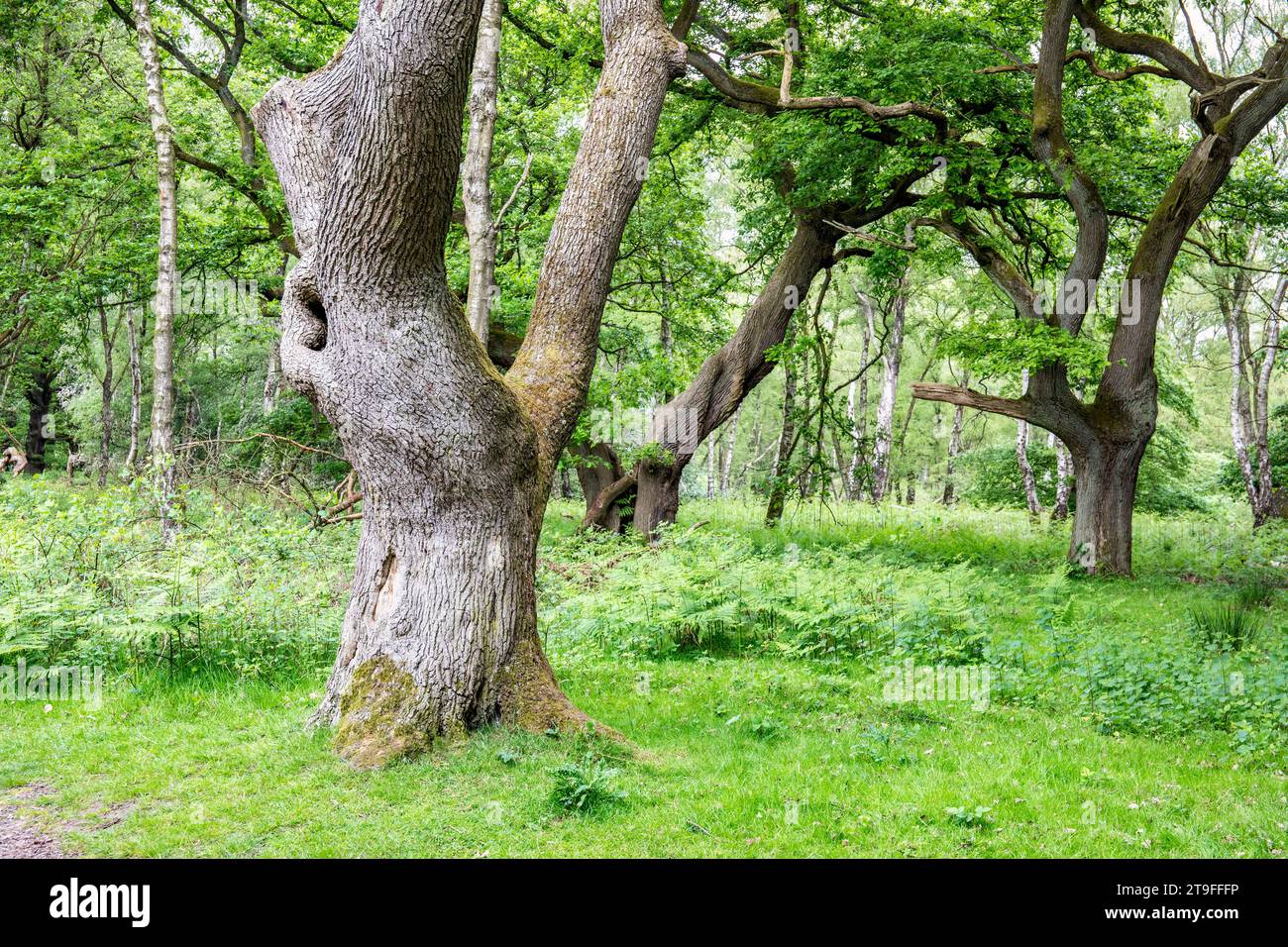 Cannock Chase; Brocton Coppice; Staffordshire; UK Stock Photo Alamy