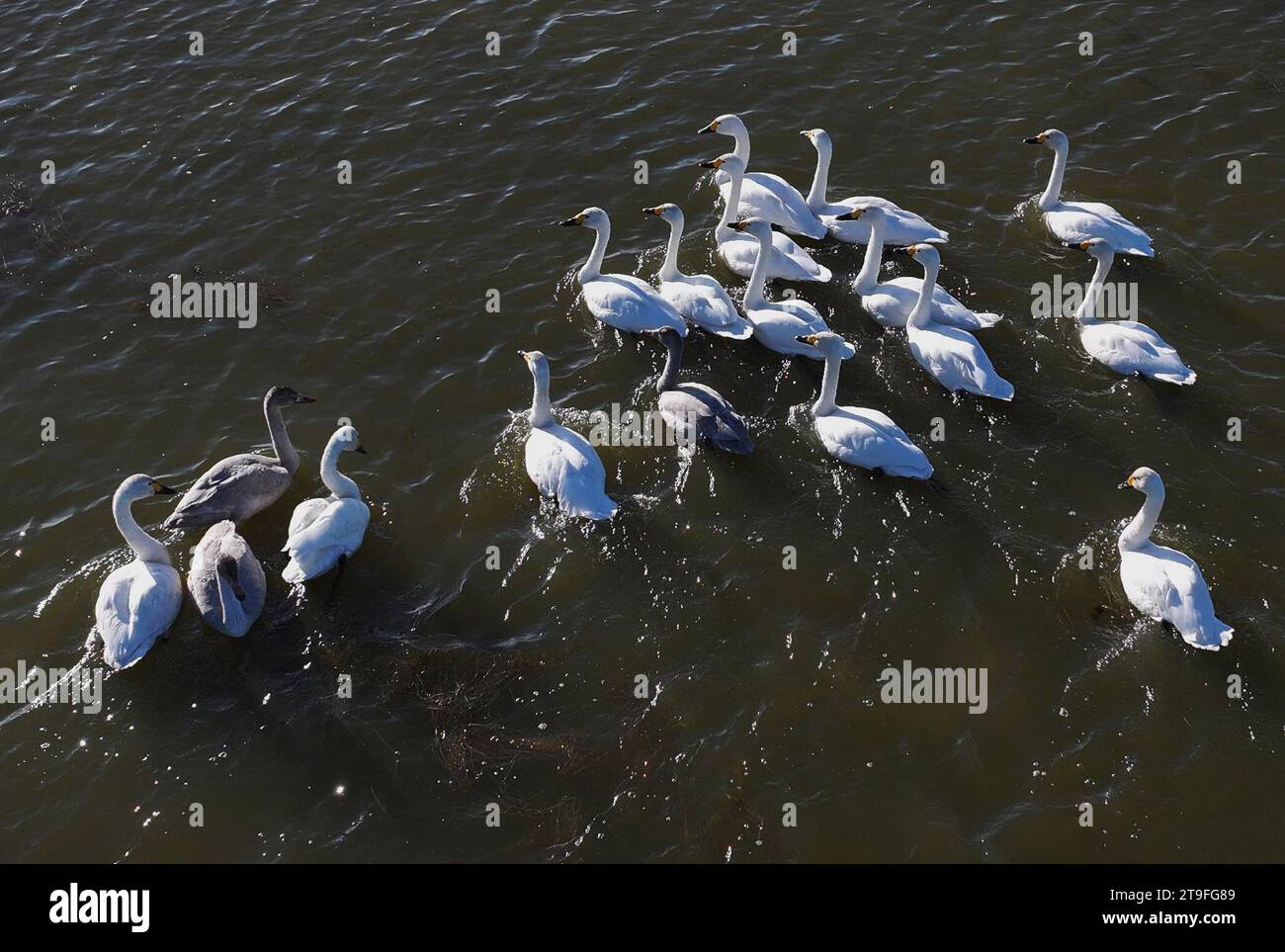 Tangshan. 25th Nov, 2023. This aerial photo taken on Nov. 25, 2023 shows a flock of swans at a wetland in Fengnan District of Tangshan, north China's Hebei Province. Coastal wetlands in the city of Tangshan are important habitats for migratory birds. Credit: Yang Shiyao/Xinhua/Alamy Live News Stock Photo