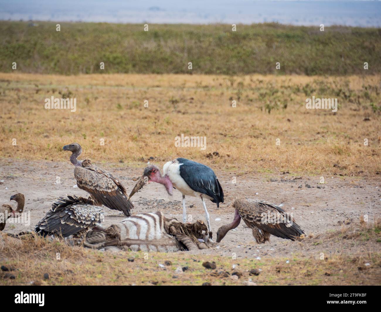 Vultures eating a dead zebra in Amboseli National Park. Kenya, Africa. October 2022 Stock Photo