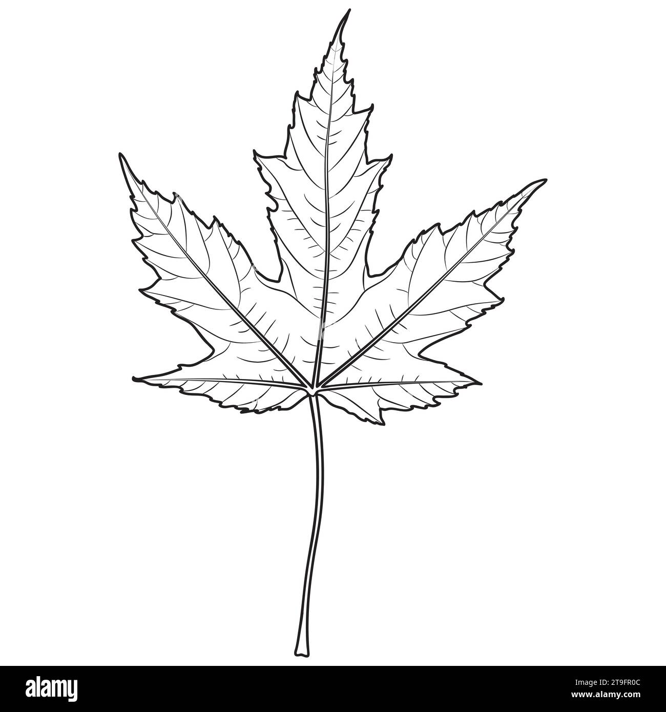 Silver maple leaf outline, vector botanical illustration. Maple tree leaf silhouette, coloring book page. Stock Vector