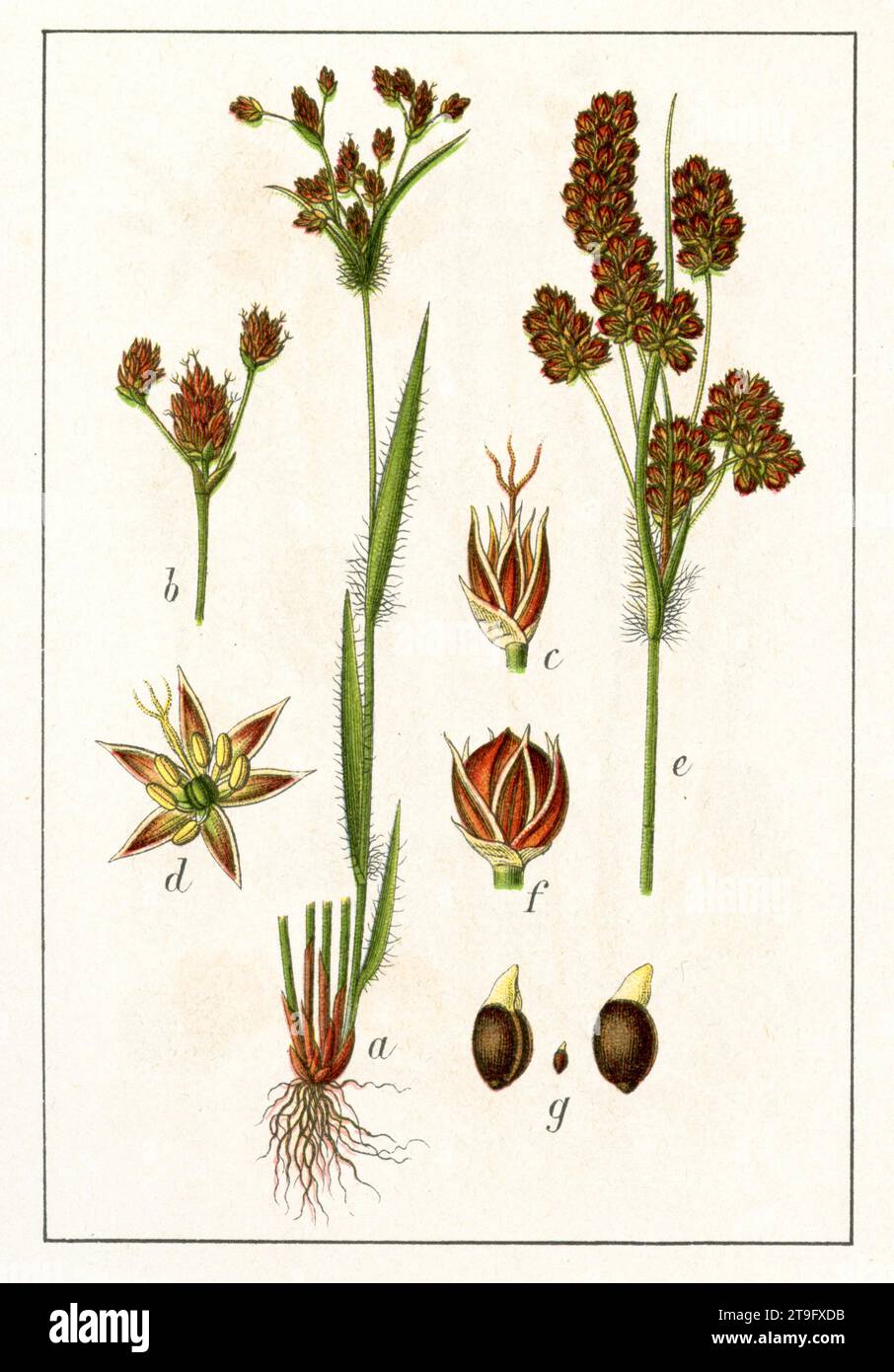 common woodrush Luzula multiflora,  (botany book, 1906), Vielblütige Hainsimse Stock Photo