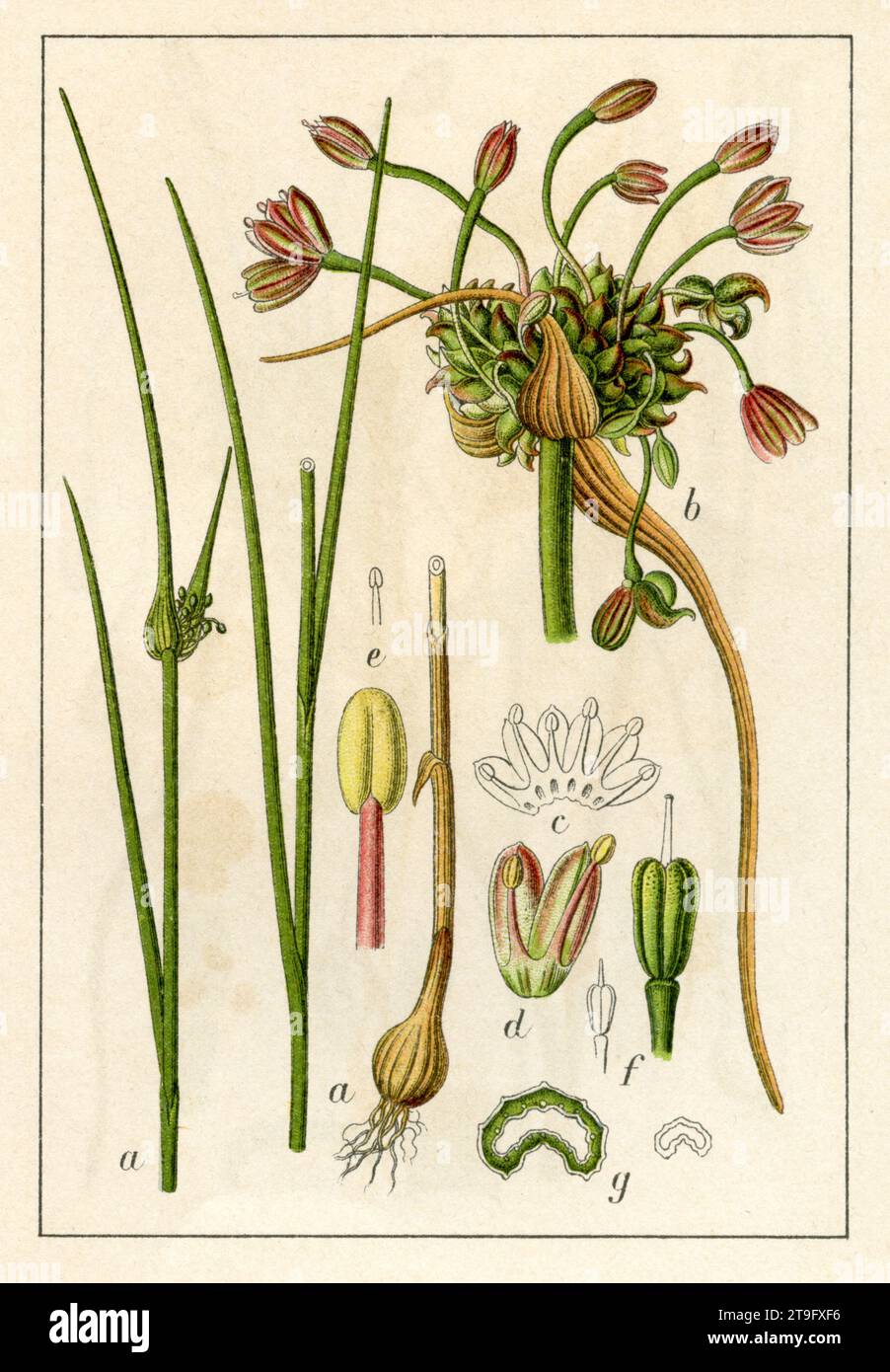 field garlic Allium oleraceum,  (botany book, 1906), Kohl-Lauch Stock Photo
