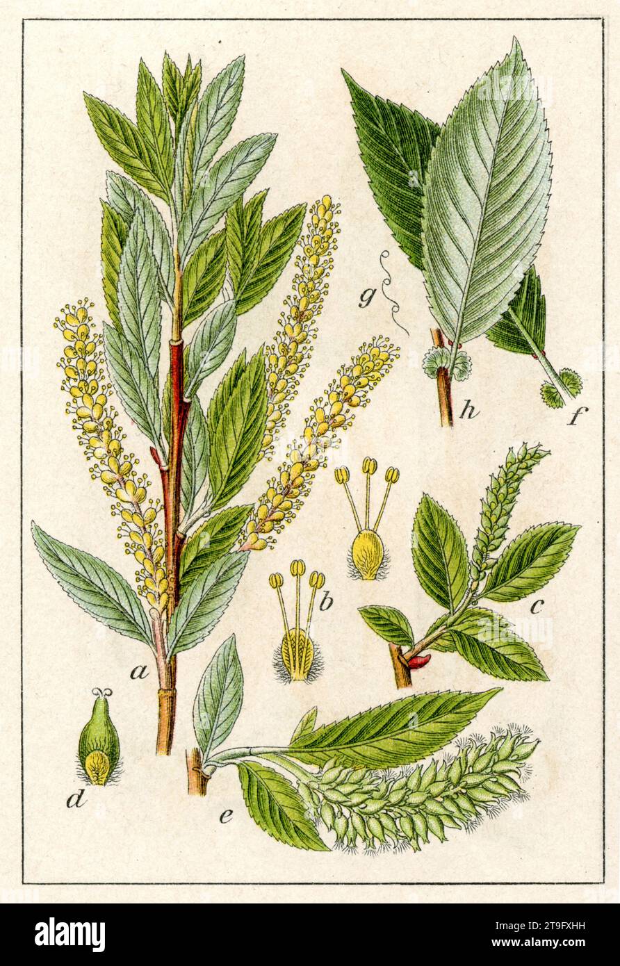 lmond willow Salix triandra,  (botany book, 1905), Mandel-Weide Stock Photo