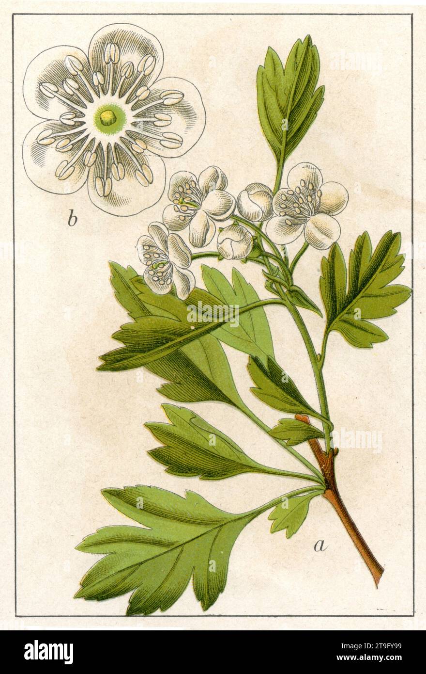 Hawthorn Crataegus monogyna,  (botany book, 1904), Eingriffeliger Weißdorn Stock Photo