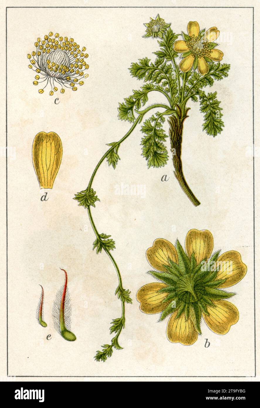 creeping avens Geum reptans,  (botany book, 1904), Kriech-Nelkenwurz Stock Photo