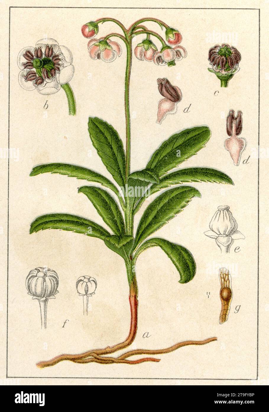 Umbellate Wintergreen Chimaphila umbellata,  (botany book, 1901), Dolden-Winterlieb Stock Photo