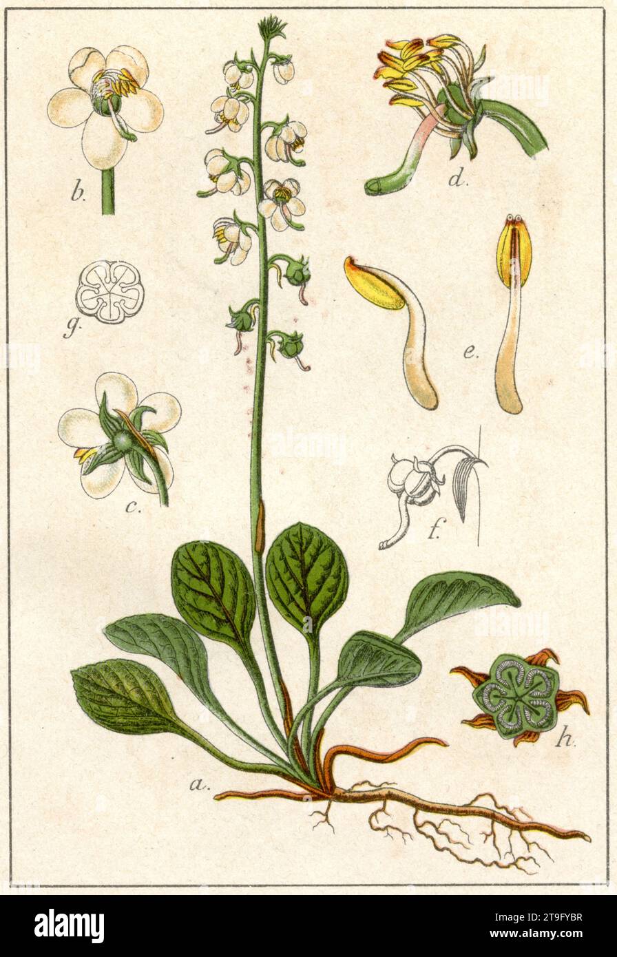 Round-leaved wintergreen Pirola rotundifolia,  (botany book, 1901), Rundblättriges Wintergrün Stock Photo
